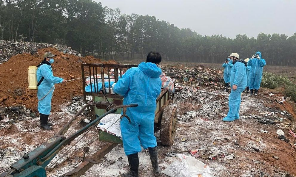 Dịch tả lợn châu Phi lan rộng ở Thanh Hóa, gần 7.000 con lợn buộc phải tiêu hủy