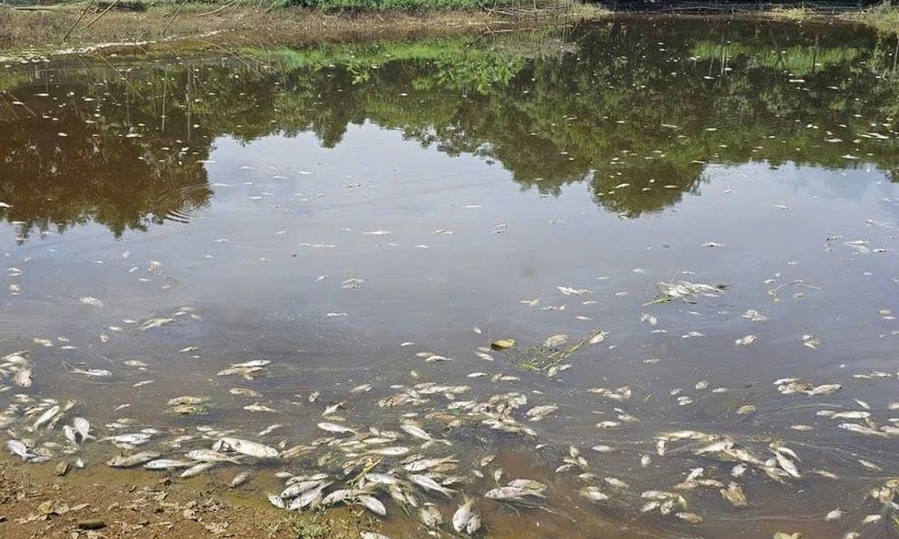 Công khai xử phạt hơn 1 tỷ đồng trang trại lợn xả thải ở Thanh Hóa