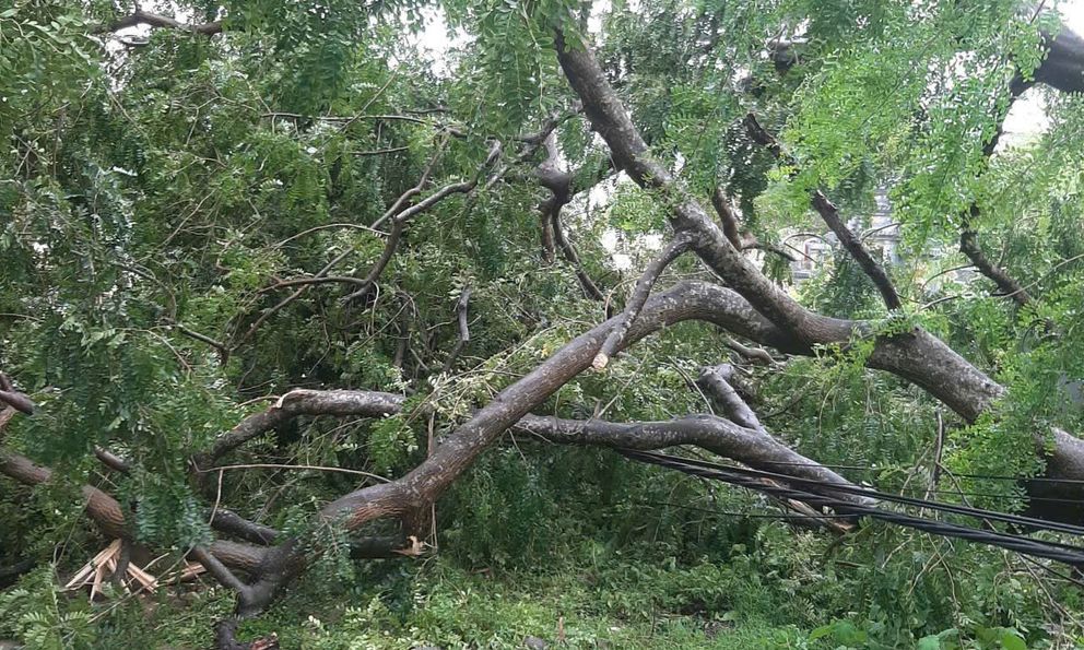 Bí thư thôn ở Thanh Hóa tử vong do cây đổ khi đi chống bão