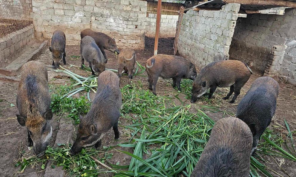 Nghệ An: Từ đam mê chăn nuôi, người đàn ông thành công xây dựng trang trại lợn rừng sạch trên đất Quỳnh Thắng