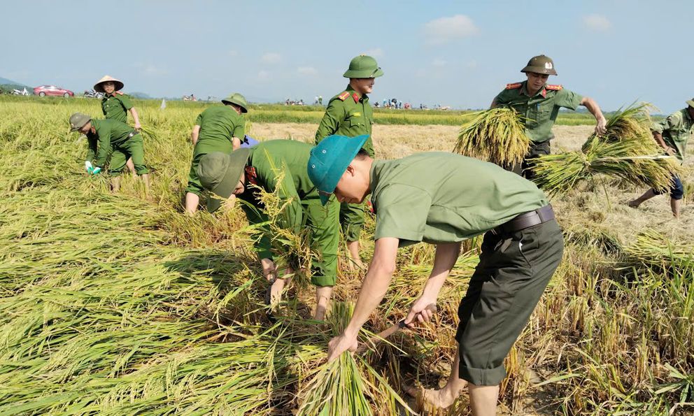 Hà Tĩnh: Huy động lực lượng giúp dân thu hoạch lúa xuân đổ, ngã do dông lốc, mưa đá