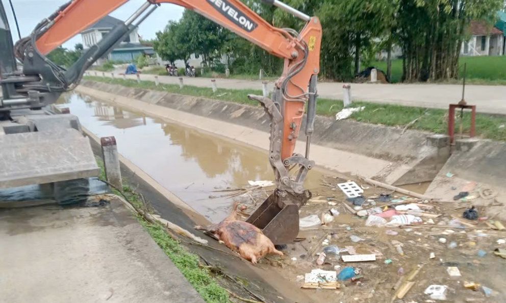 Nghệ An kiên quyết xử lý hành vi giấu dịch, vứt xác lợn bệnh 