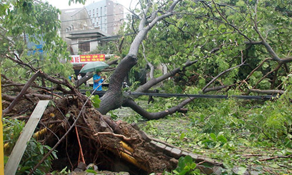 Hậu bão số 5 ở Nghệ An: Cây xanh ngã la liệt ra đường, cột điện gãy đổ