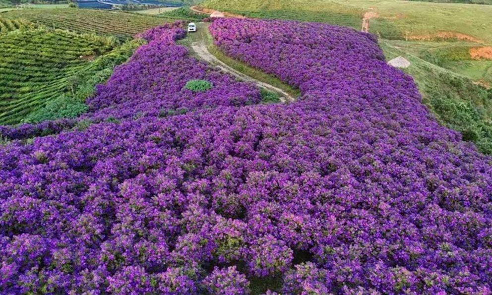 Ngọn đồi phủ kín hoa mua tím gây thương nhớ 