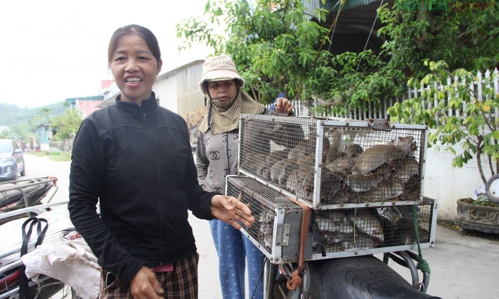 Vào mùa 'săn' chuột đồng kiếm tiền triệu tại xứ Nghệ 