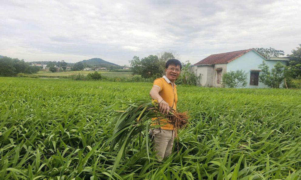Làm giàu từ cây hương bài trên mảnh đất khô cằn
