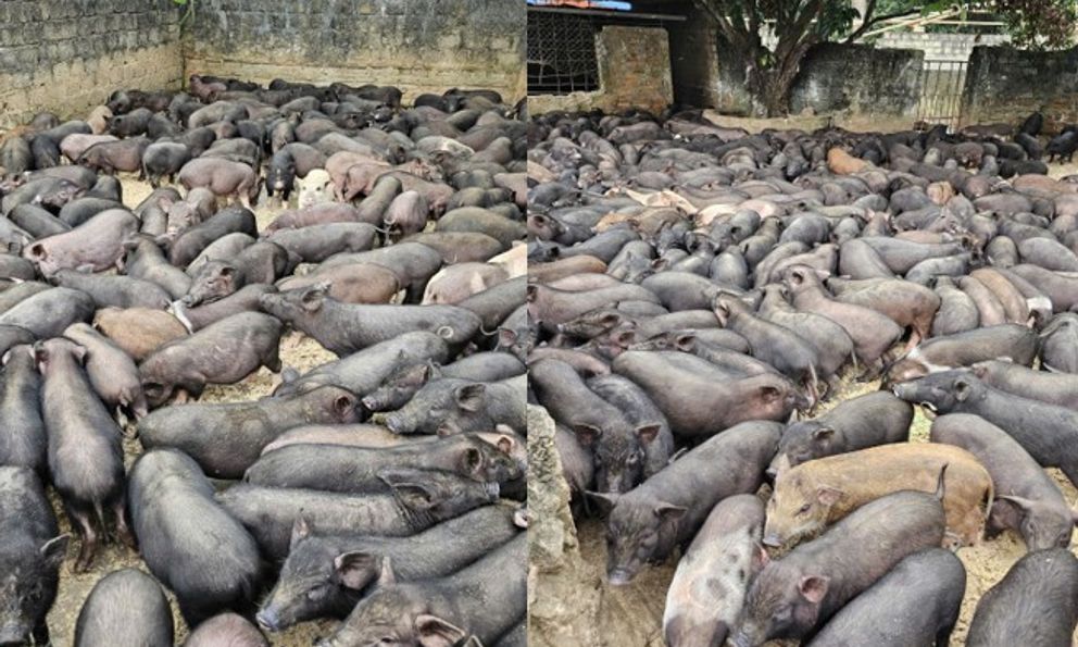 Hướng phát triển kinh tế mới từ giống lợn đen bản địa