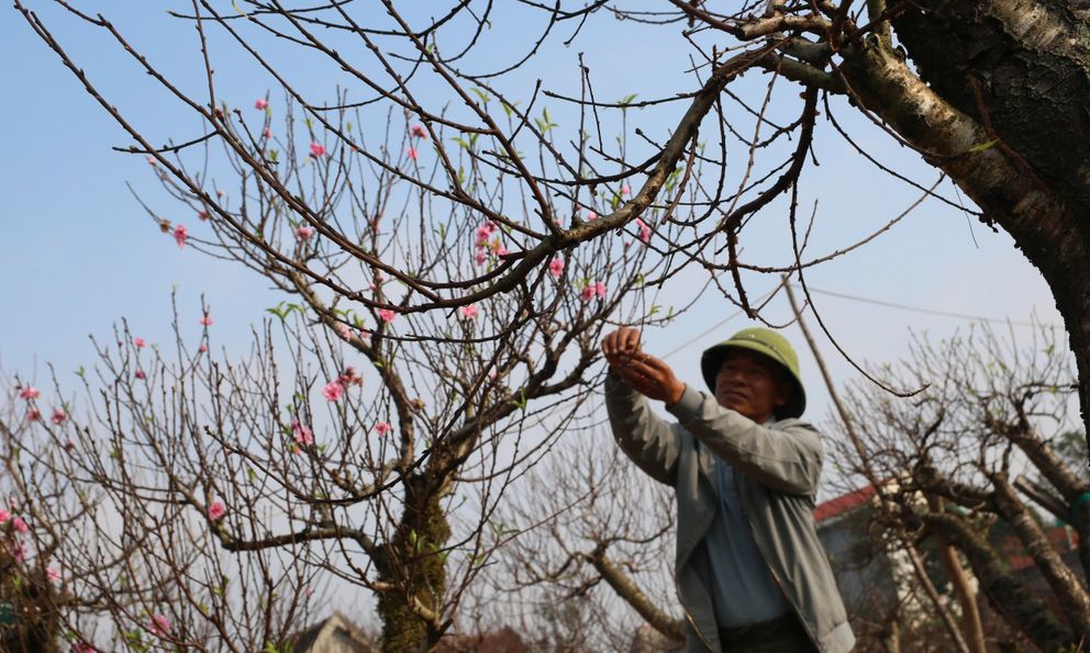 Nghệ An: Dịch vụ đặc biệt dịp Tết giúp người đàn ông kiếm nửa tỷ đồng