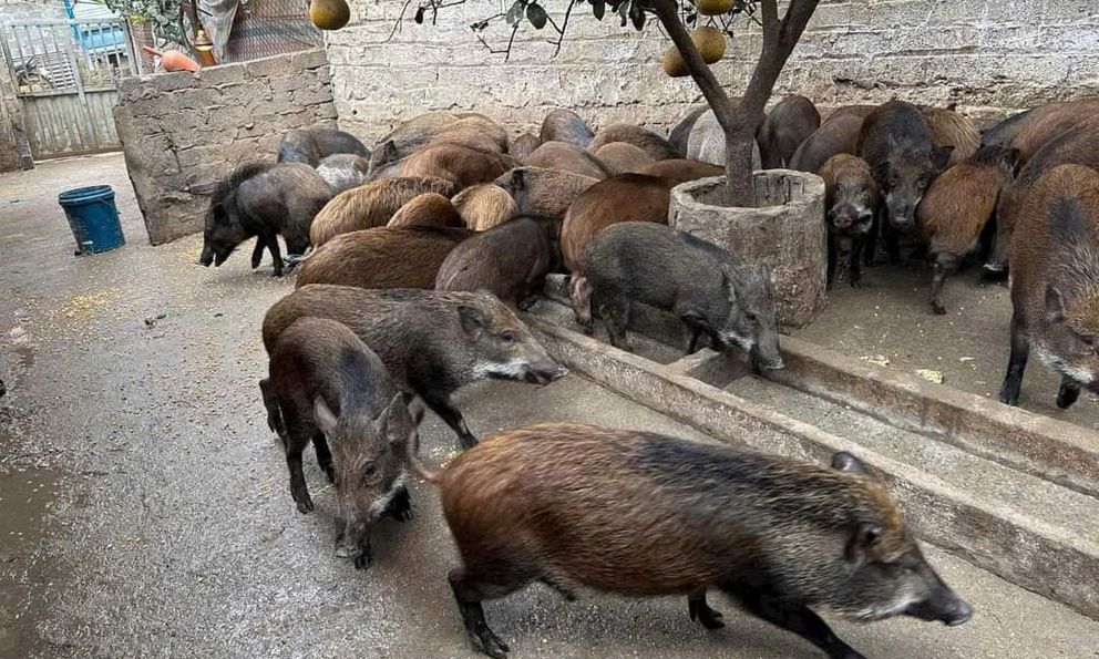 Trại lợn rừng sạch Nghệ An: Chuyên cung cấp lợn rừng, lợn đen bản địa chuẩn sạch cho bữa cơm ngày Tết của mọi gia đình