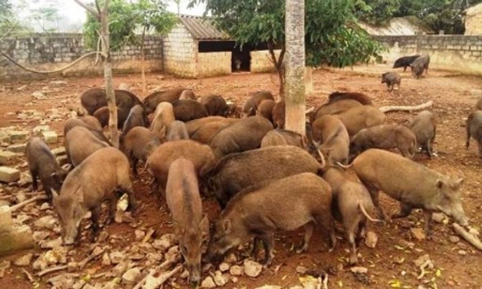 Trại lợn rừng Nghệ An: Địa chỉ cung cấp thịt tết ngon, sạch cho mọi nhà