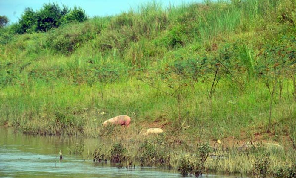 Nghệ An: Xác lợn nổi lềnh bềnh nằm rải rác trên Sông Hiếu