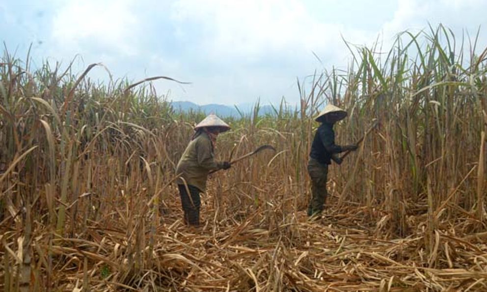 Nghệ An: Mía chết khô sau lũ, dân như 'ngồi trên đống lửa'