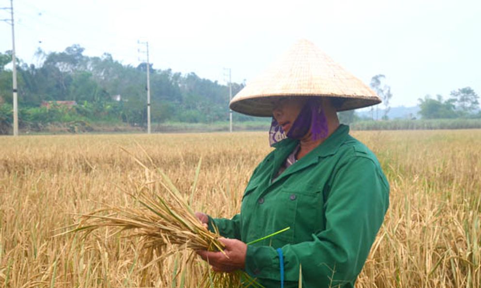 Nghệ An: Nước sông Con rút, người dân không mặn mà thu hoạch lúa bị ngập trong bùn đất