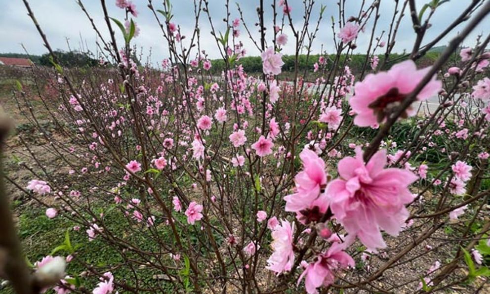 Vườn đào nở hoa sớm, người trồng lo cảnh 'mất Tết'