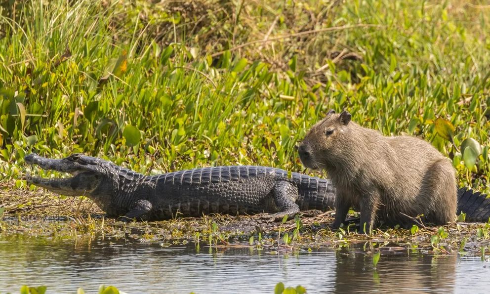 Tại sao cá sấu hiếm khi ăn chuột lang nước: Bí ẩn về loài gặm nhấm điềm tĩnh nhất hành tinh?