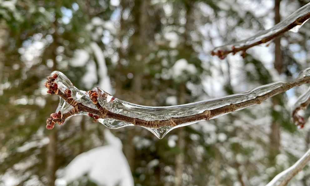 Tại sao cây bạch dương gần như không thể chết vì đóng băng?