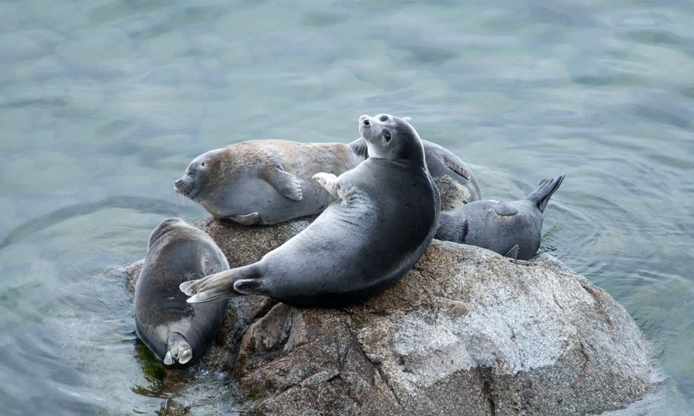 Hồ Baikal: Bí mật của vùng hồ được mệnh danh là nhà tù của sự sống, nơi 80 phần trăm sinh vật là loài đặc hữu