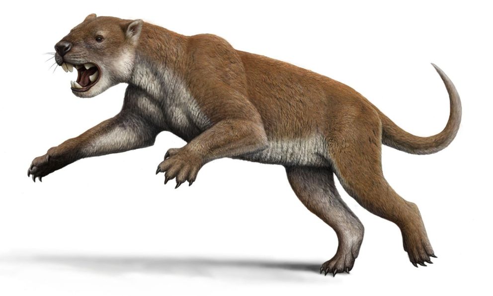 Hóa ra gấu túi Koala là em họ của quái thú tàn bạo nhất lịch sử nước Úc