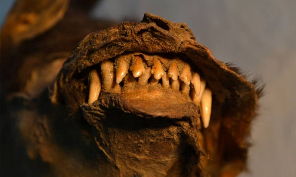 Phát hiện chấn động: Mẫu vật tê giác lông mượt cuối cùng được tìm thấy trong bụng chó con Kỷ Băng hà