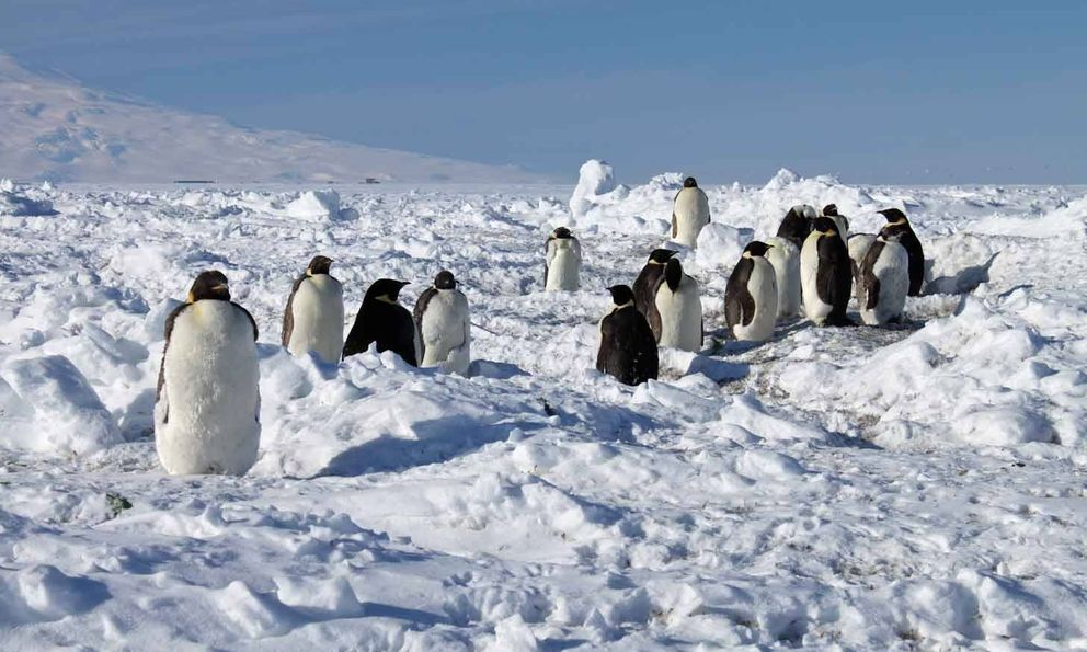 Có 120 triệu con chim cánh cụt ở Nam Cực, thải ra hơn 5.000 tấn phân mỗi ngày, vậy tại sao lục địa băng giá vẫn sạch sẽ đến kỳ lạ?