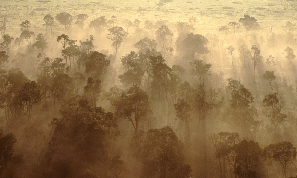 Rừng châu Phi chính thức đảo ngược: Từ lá phổi xanh thành nguồn phát thải carbon