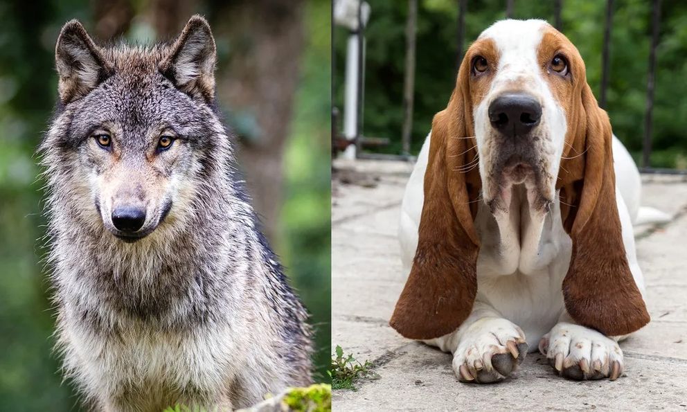 Vì sao động vật hoang dã không có đôi tai cụp? Bí ẩn giải mã từ thí nghiệm thuần hóa cáo bạc nổi tiếng