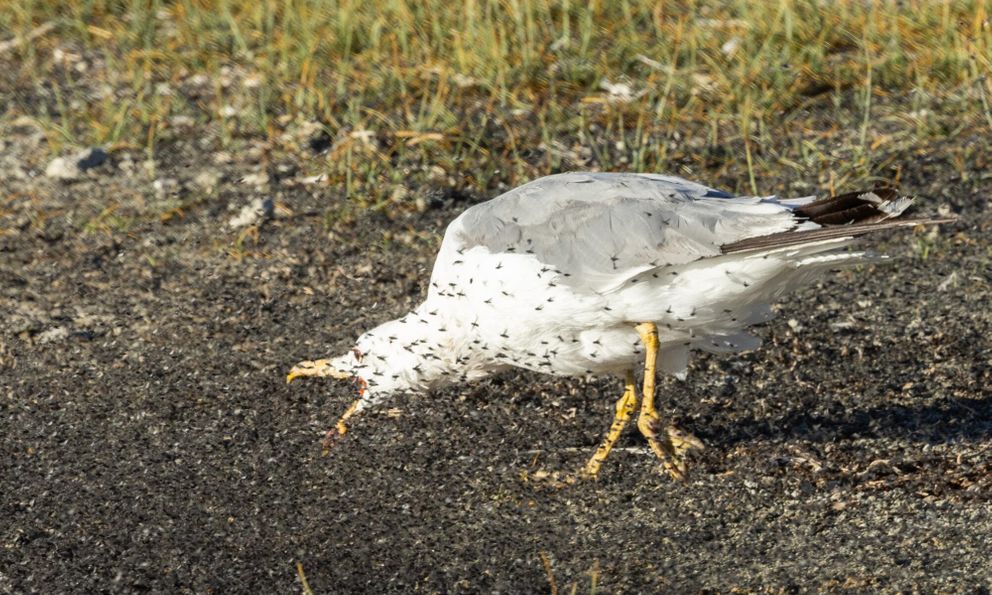 Vì sao hồ Mono có độ mặn gấp ba lần nước biển, được coi là 'vùng tử địa' nhưng lại có thể nuôi sống hai triệu con chim mỗi năm?