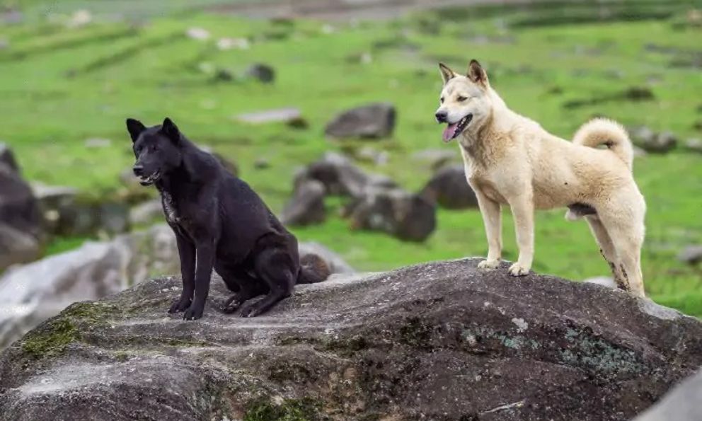 Các nhà khoa học tin rằng nếu con người biến mất, tất cả các loài chó trên hành tinh sẽ biến thành 