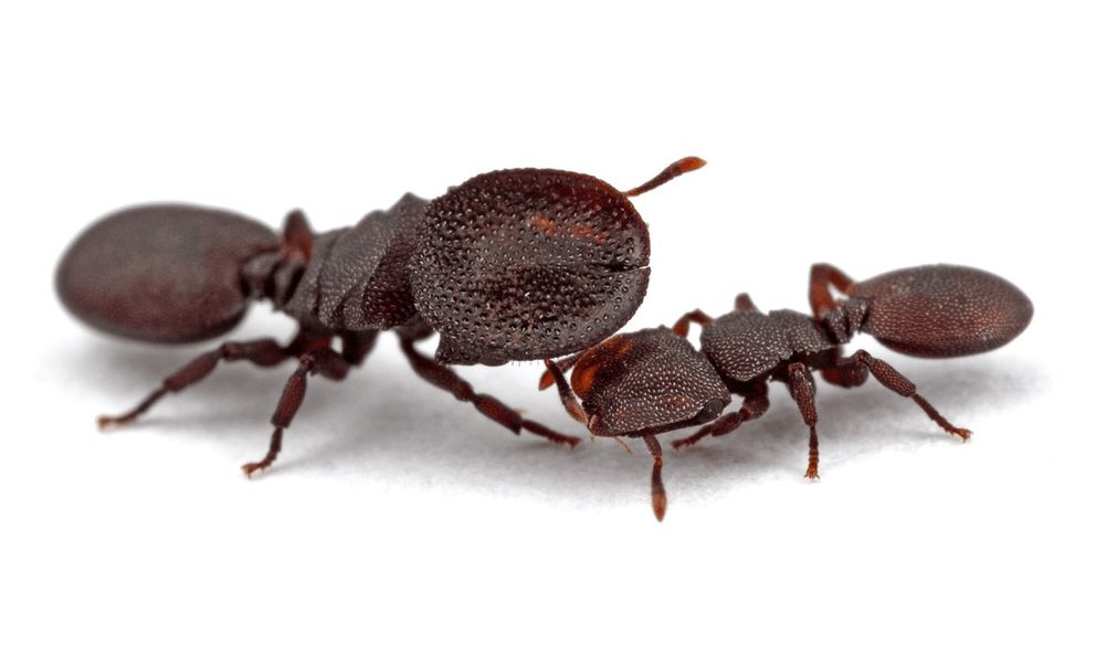 Sự thật rùng mình về loài kiến lấy chính đầu mình làm lá chắn bảo vệ cả đàn