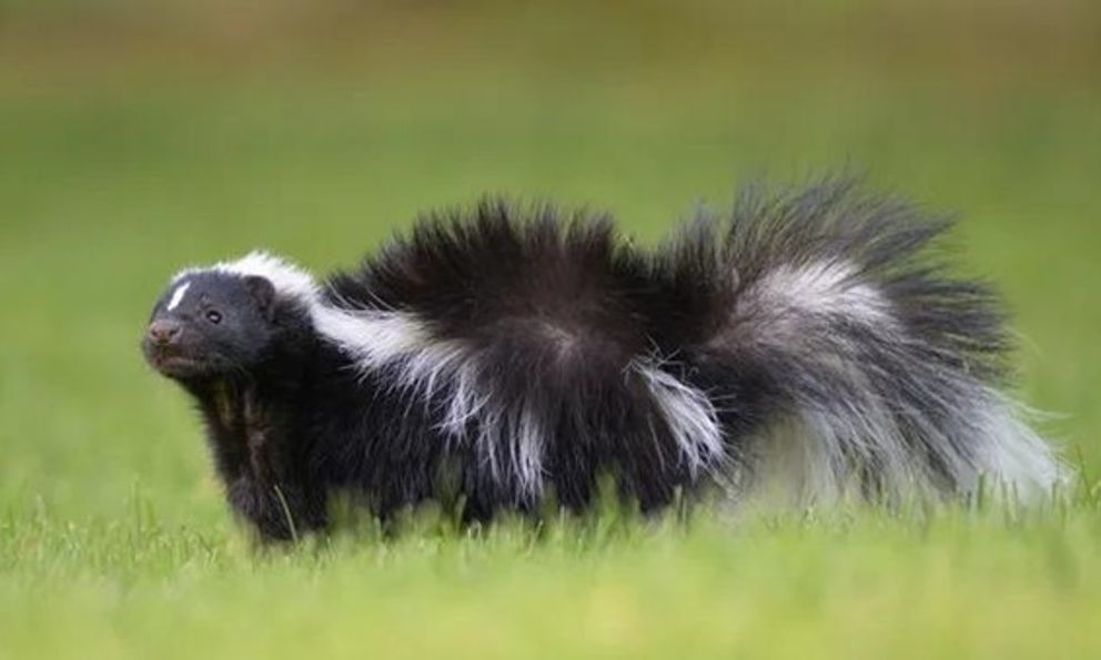 Ca tử vong hy hữu: Người đàn ông mắc bệnh dại sau khi ghép thận từ người hiến bị chồn hôi cào