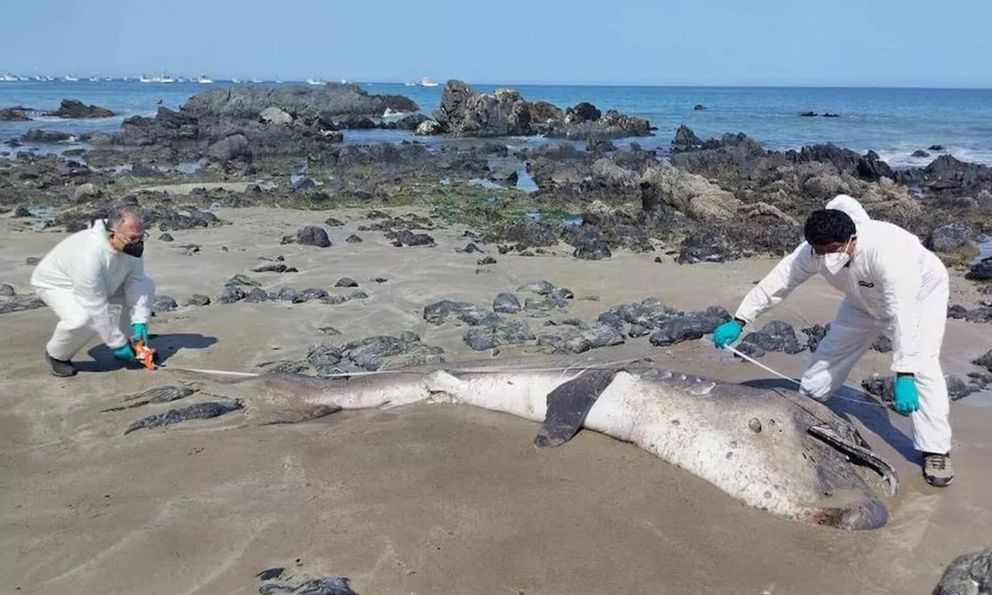 Hai con cá mập miệng rộng khổng lồ, loài chỉ được nhìn thấy chưa đến 300 lần trong lịch sử, liên tiếp mắc cạn tại Peru khiến giới khoa học lo ngại!
