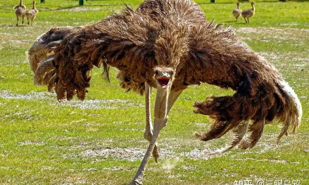 Đà điểu mất khả năng bay hay tổ tiên của chúng chưa từng biết bay?