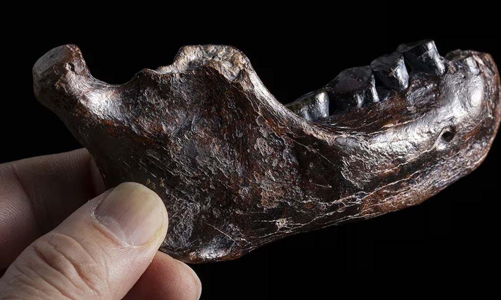 Bí ẩn 15 năm được giải mã chỉ sau một đêm? Cú đột phá từ cao răng giải mã bí ẩn 146.000 năm!