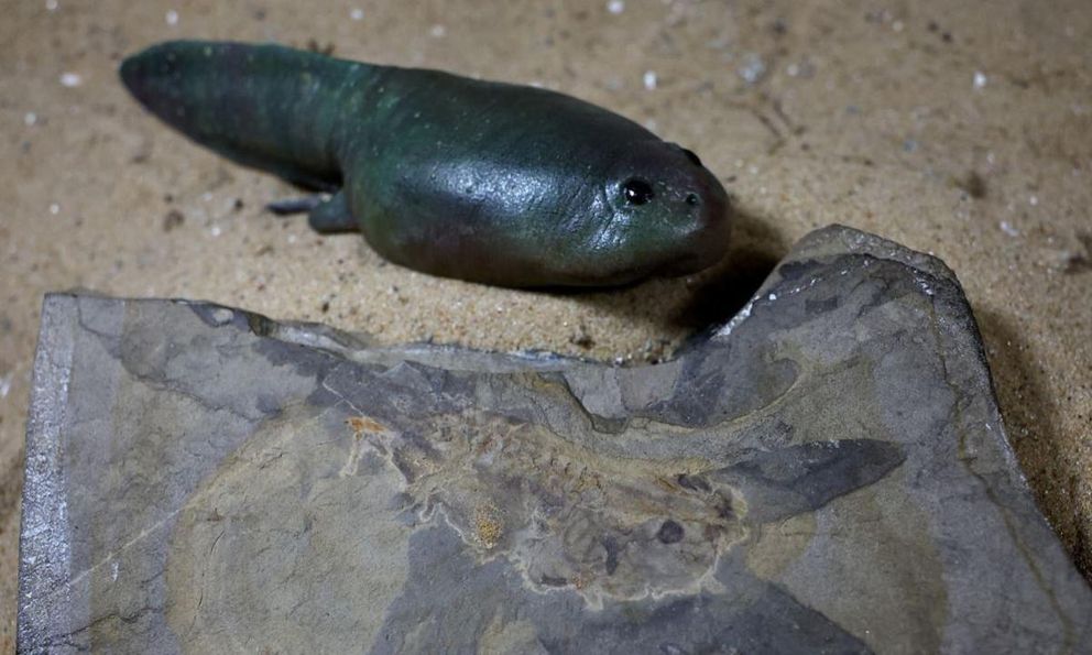 Nuôi nòng nọc 5 tháng vẫn không chịu 