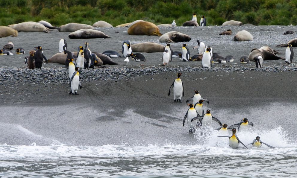 Tham vọng điên rồ đưa 69 chú chim cánh cụt đến Bắc Cực: Bi kịch diệt vong và bài học đắt giá về sự tôn trọng tự nhiên