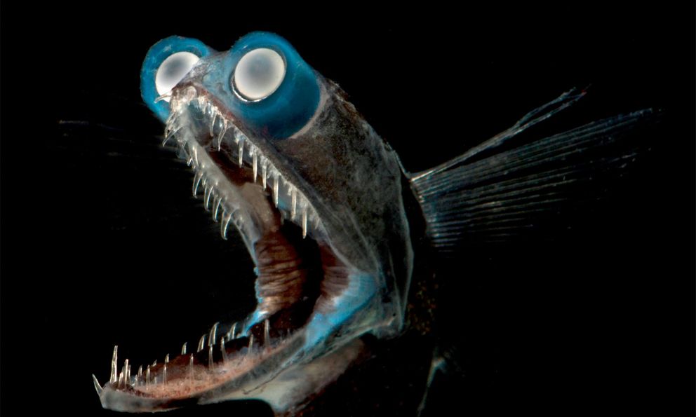Cá mắt kính: Sinh vật biển sâu có đôi mắt như ống nhòm khiến mạng xã hội tưởng được tạo ra bởi AI