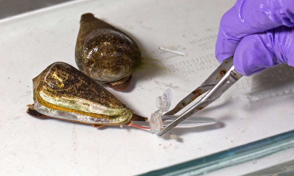 Ốc nón: Sinh vật có thể phóng nọc độc nhanh hơn rắn độc và chỉ 0,1 miligam cũng đủ hạ gục người trưởng thành