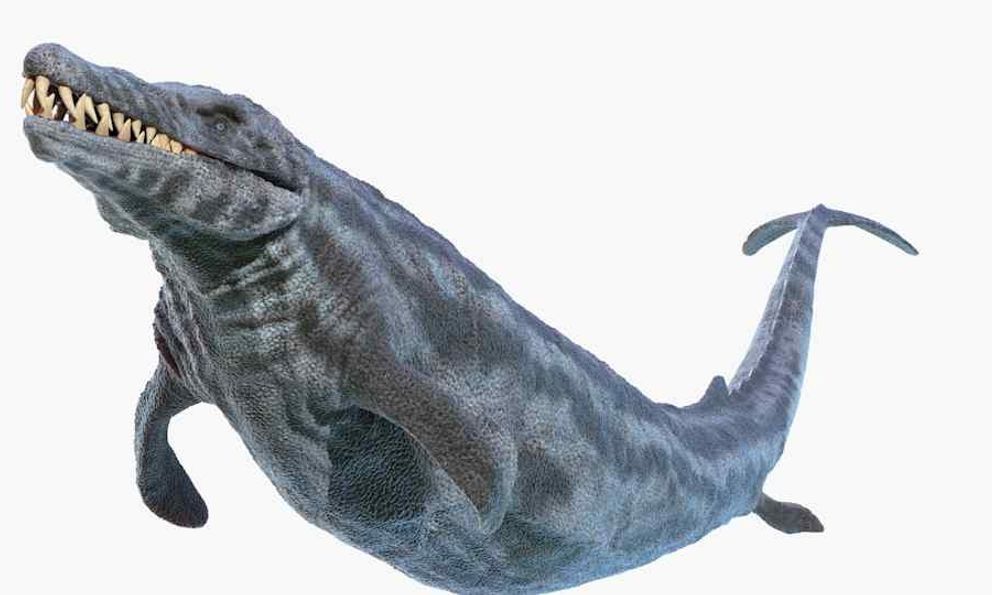 Thung lũng cá voi ở Ai Cập hé lộ hành trình tiến hóa kỳ lạ khi cá voi từng có chân và sống trên đất liền