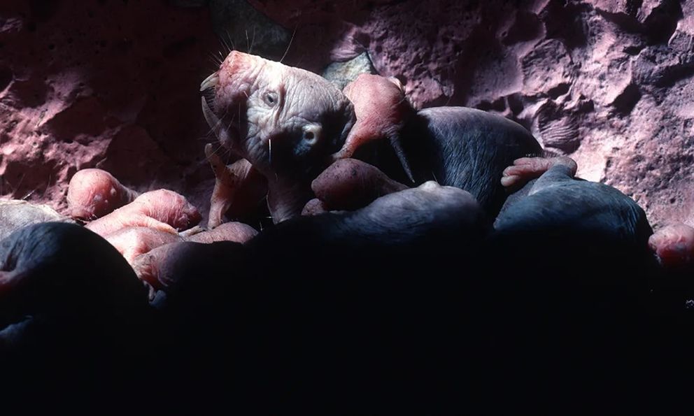 Loài động vật có vú gần như máu lạnh duy nhất còn sống khiến giới khoa học bối rối vì quá khác thường