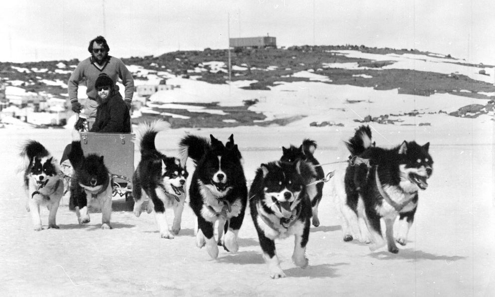 Vì sao những chú chó bị “trục xuất” khỏi Nam Cực vào năm 1994?