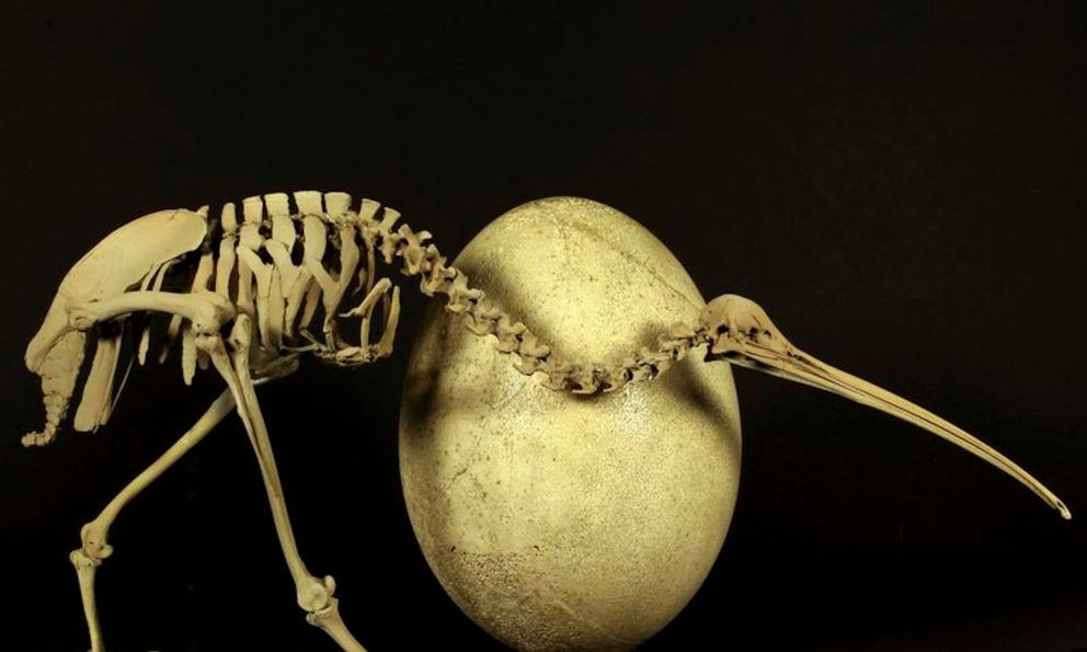 Ví dụ cực đoan nhất về sinh sản trong thế giới động vật: Trọng lượng của trứng bằng 1/4 trọng lượng của chim trưởng thành!