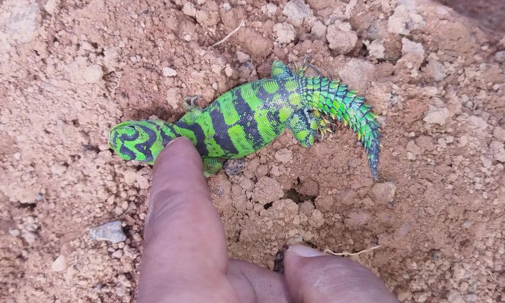 Phát hiện thằn lằn đuôi gai xanh hiếm gặp, màu sắc như đồ chơi khiến mạng xã hội dậy sóng
