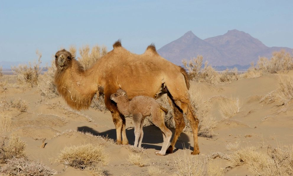 Lạc đà hoang dã đã tiến hóa để uống nước muối mặn hơn nước biển, thách thức mọi giới hạn sinh học