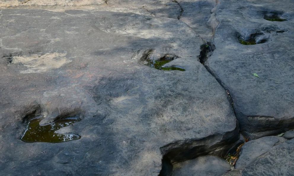 Bí ẩn khoa học đằng sau khả năng tồn tại hàng triệu năm của những dấu chân khủng long hóa thạch