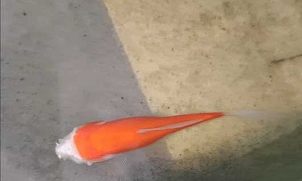 Cá vàng mất gần hết đầu vẫn sống hai tuần, hé lộ cơ chế sinh tồn đáng kinh ngạc của động vật nước ngọt