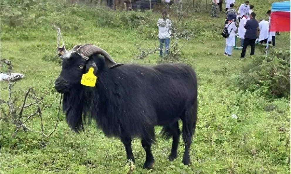 Mất tích 20 năm và từng bị liệt vào danh sách tuyệt chủng, tại sao loài dê này lại đột nhiên xuất hiện?