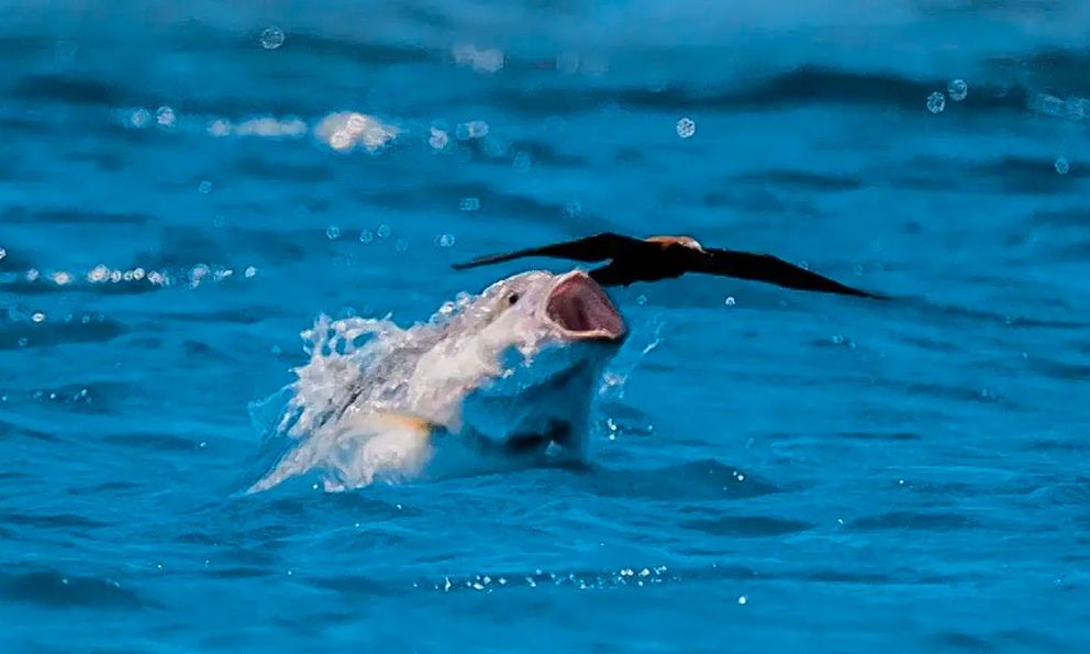 Những sát thủ dưới nước lật ngược quy luật tự nhiên khi cá trở thành kẻ săn chim trên bầu trời