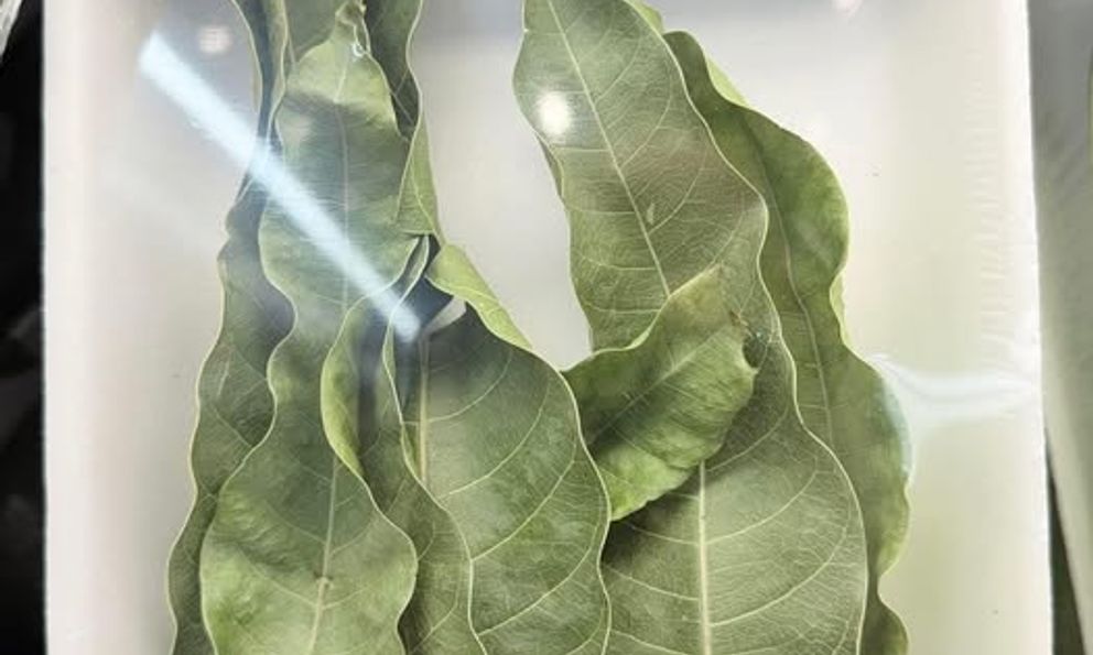 7 lá xoài giá 52.000 đồng ở Mỹ: Thứ bỏ đi ở Việt Nam lại thành hàng bán, người ta mua về làm gì?