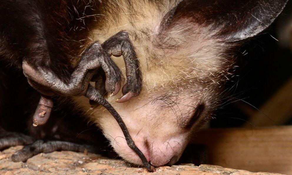 Khỉ Aye-aye, sinh vật kỳ lạ bậc nhất tại Madagascar, loài linh trưởng duy nhất sử dụng định vị bằng tiếng vang để săn mồi