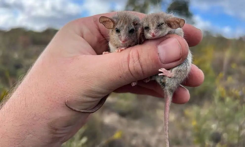 Phát hiện chấn động về loài thú có túi tí hon nhất thế giới: Sự tái xuất đầy bất ngờ sau hai thập kỷ ẩn mình tại Nam Úc